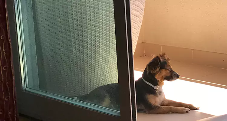 French Door Pet Screen Repair in Bellview, FL